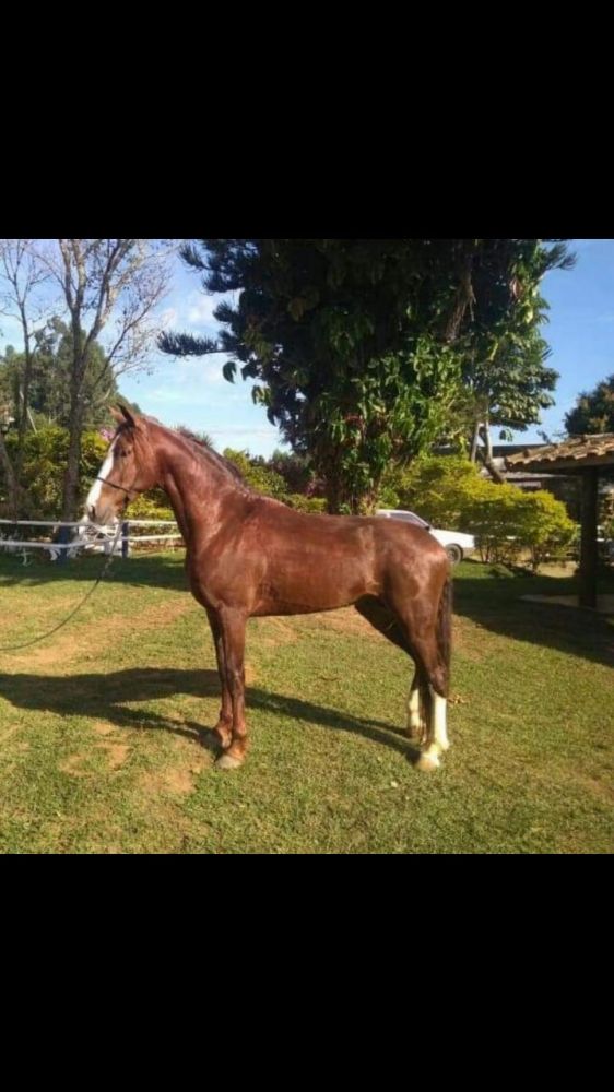 CAVALO MANGA LARGA PAULISTA