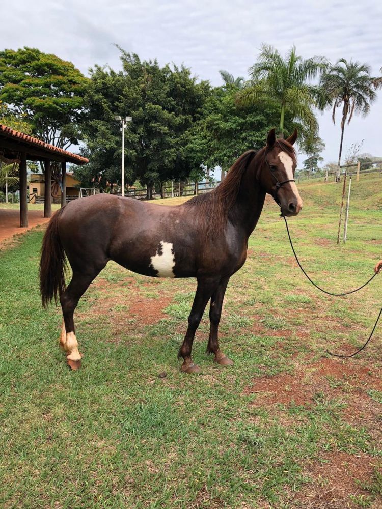 ÉGUA MANGALARGA 