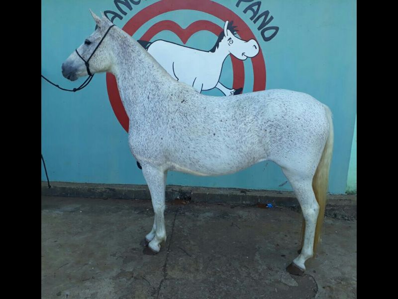 HIDRA DA TROPA DO NORTE