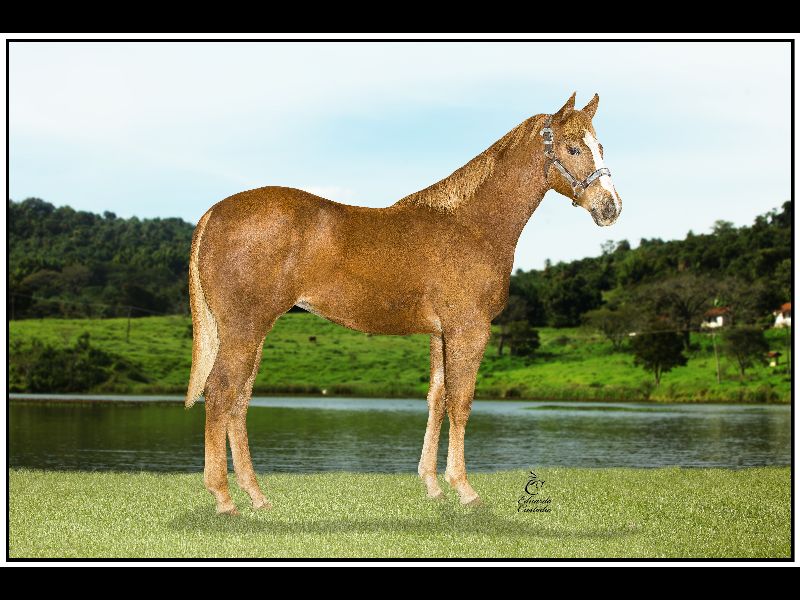 SELETA FIREWATER CL