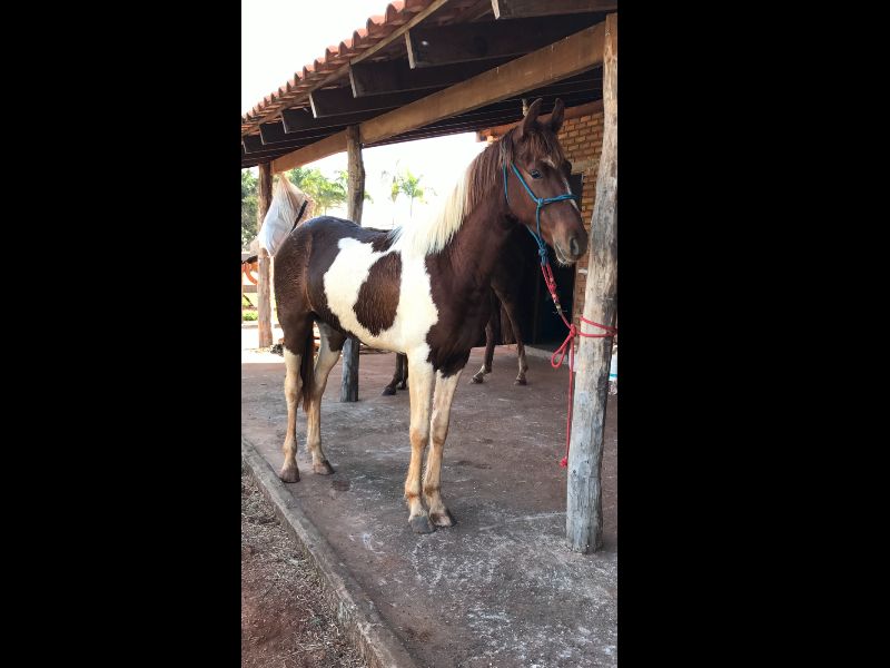 TAPETE