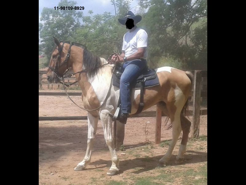 CAVALO CAMPOLINA E UM PIQUIRA