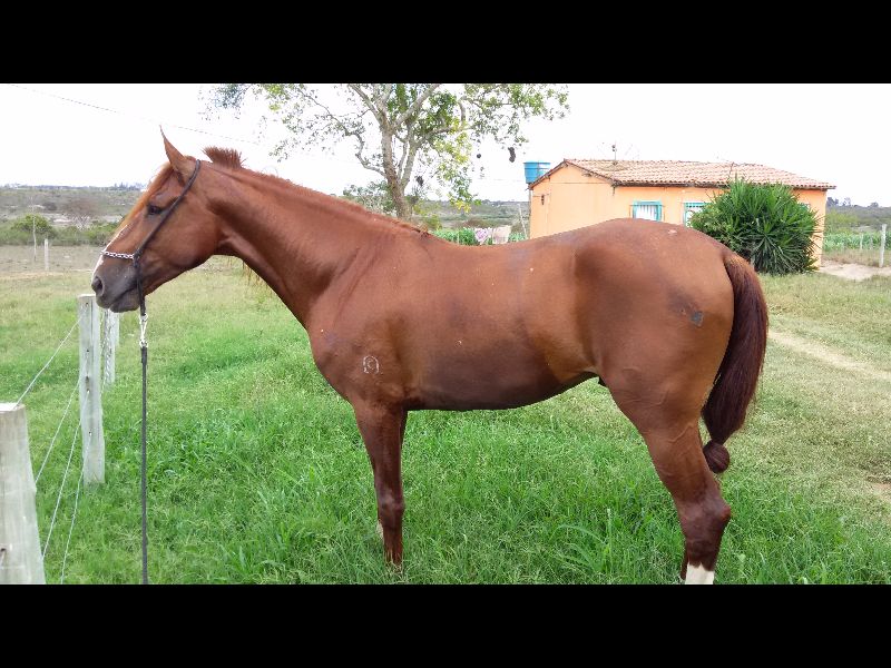 BARNEY DO DESEJO