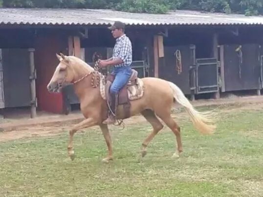 POTRA MANGALARGA MARCHADOR REGISTRADA 