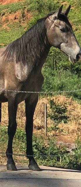 POTRO LUSITANO