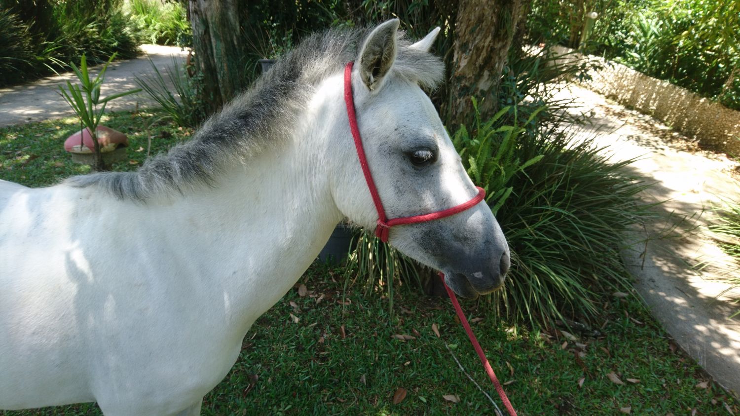 PONEI TORDILHO