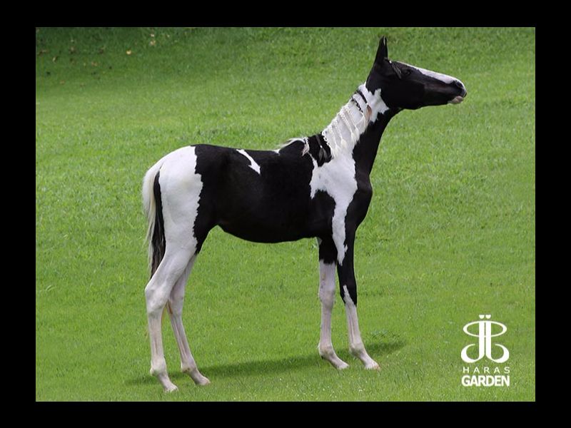 JJ LEGENDA DO GARDEN
