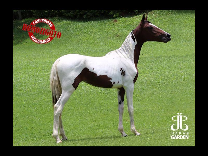 SIBERIA R.M. (HOMOZIGOTA)