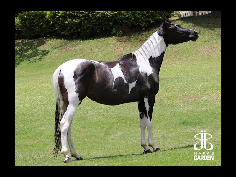 JJ HOLANDA DO GARDEN