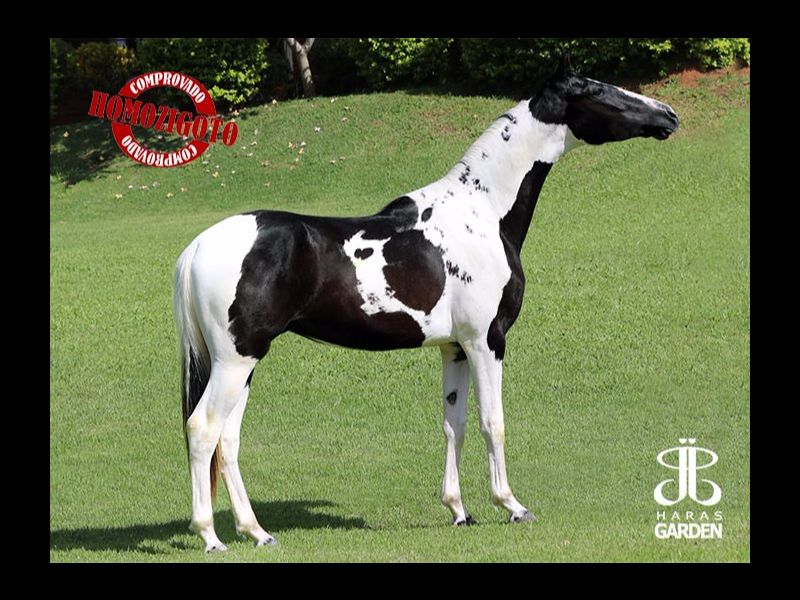 JJ JOGADOR DO GARDEN (T.E.) - (HOMOZIGOTO)