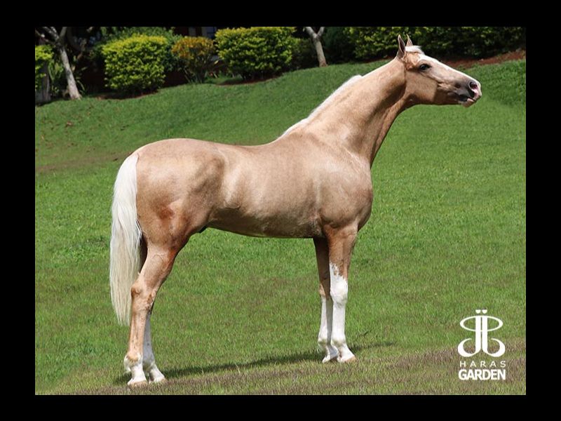 MAGNIFICO DO VASSOURAL