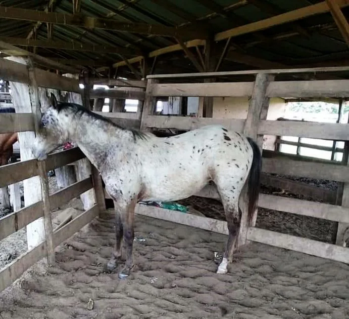 ÉGUA APPALOOSA PURA
