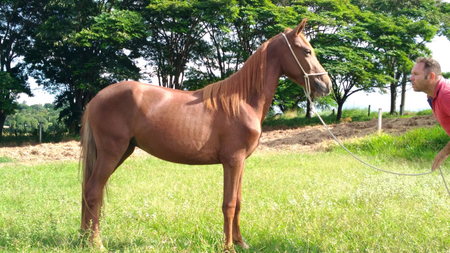ALMIRANTE NSC - POTRO MANG MARCHADOR