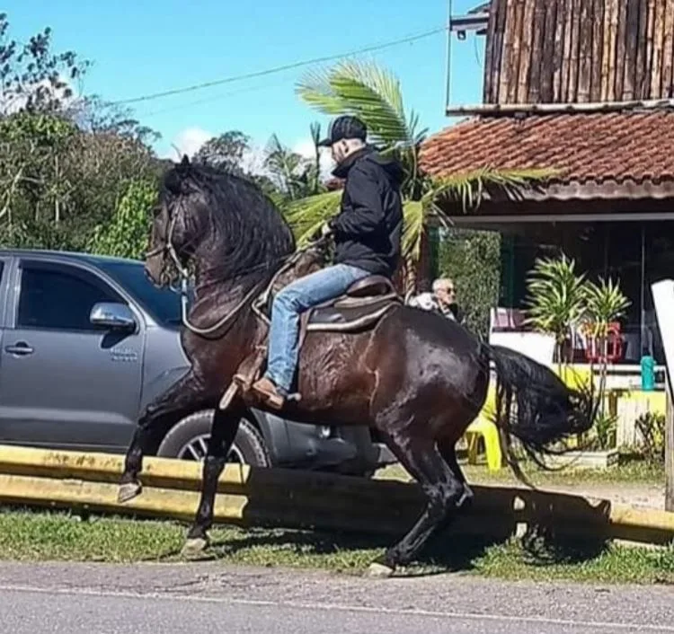 DANÇARINO MR