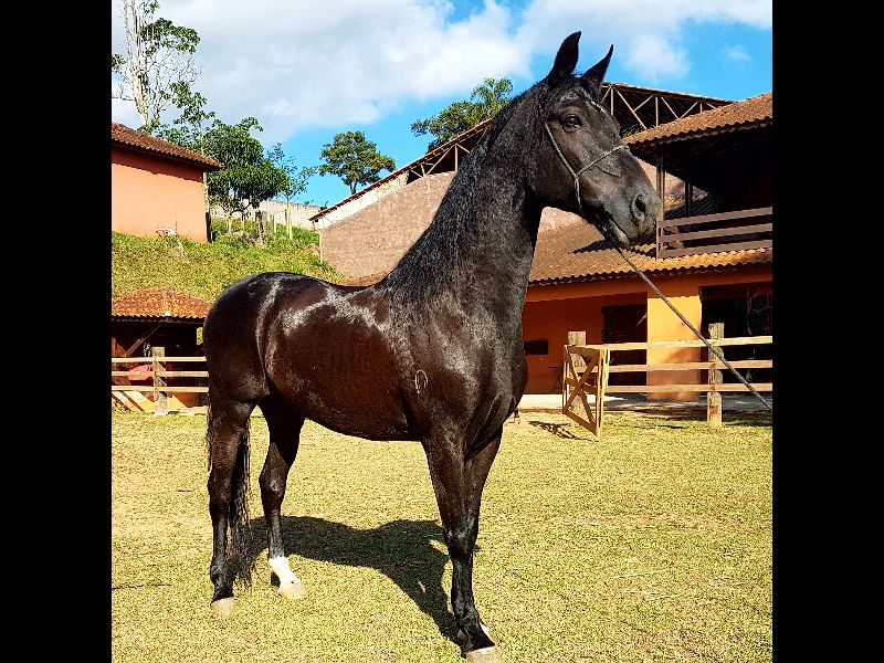 CABARÉ DAS MINAS GERAIS 