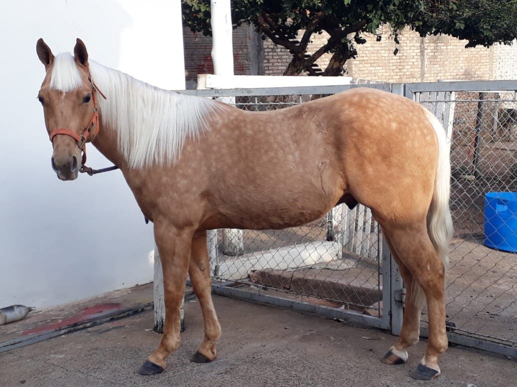 VENDO QUARTO DE MILHA PO BAIO