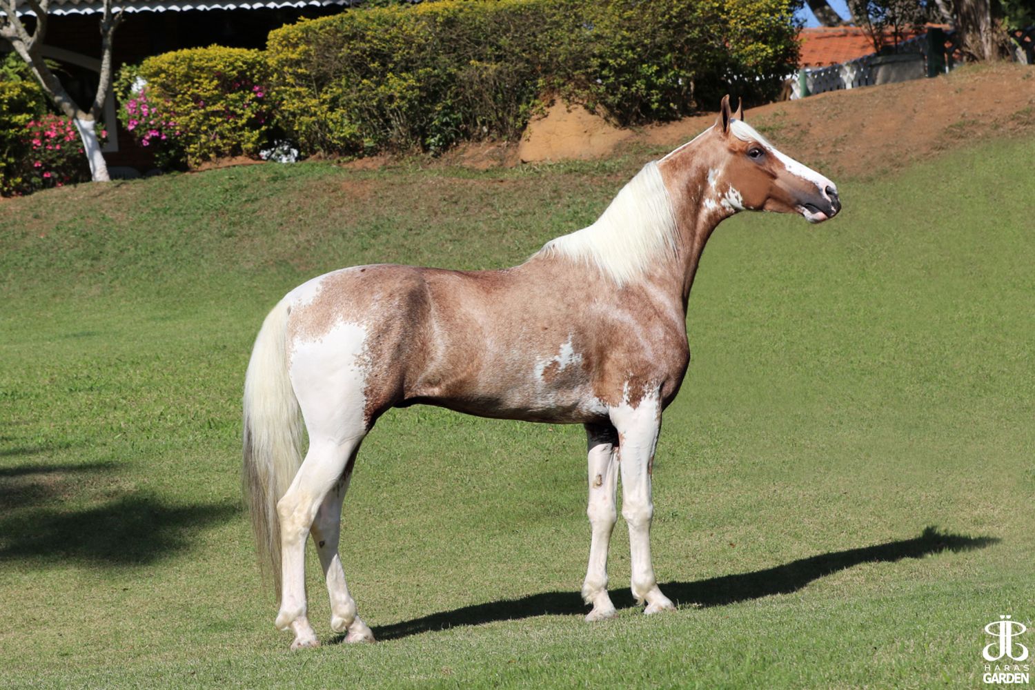 JJ LITUANO DO GARDEN