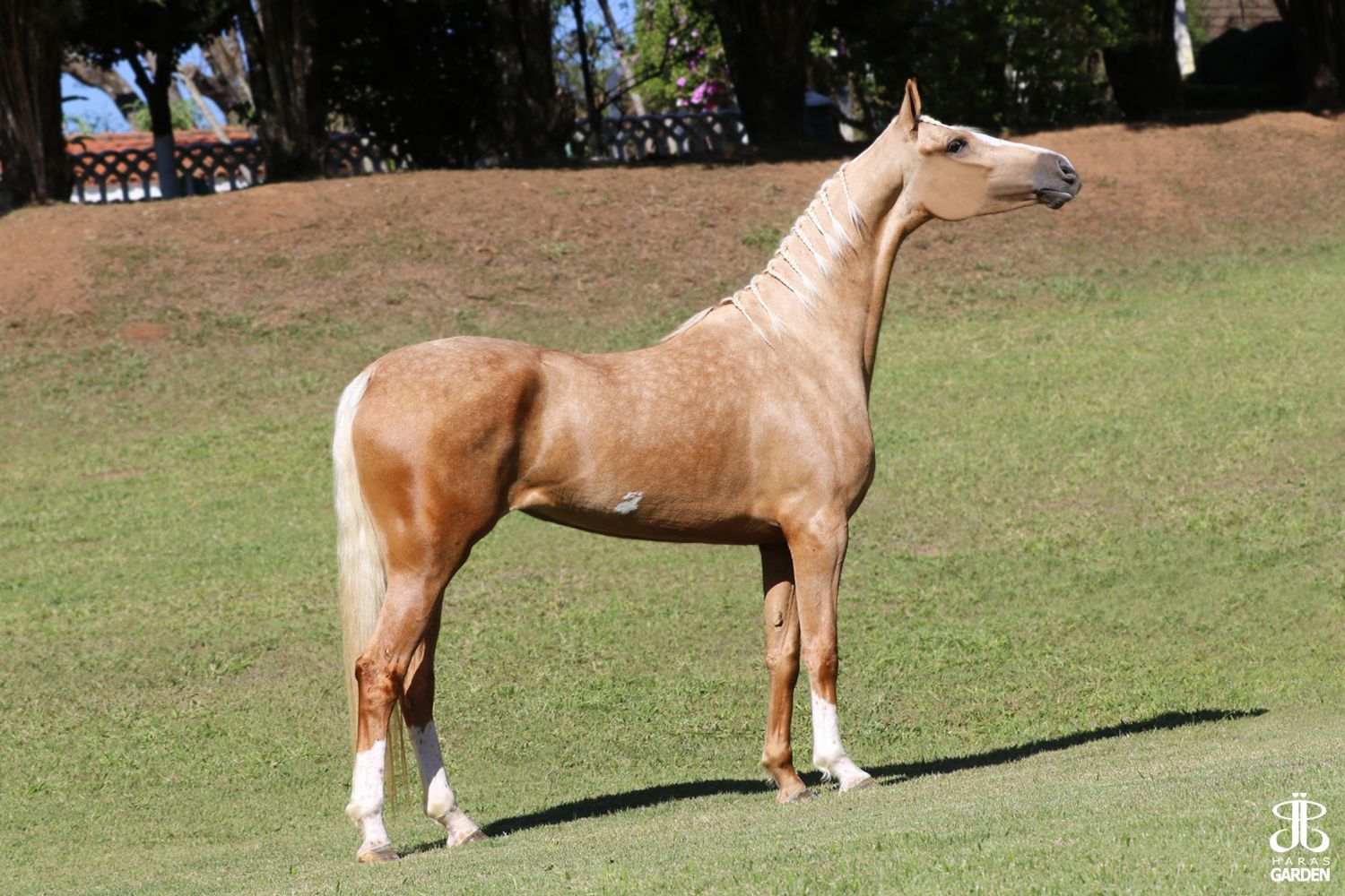 BELDADE ESR (T.E.)