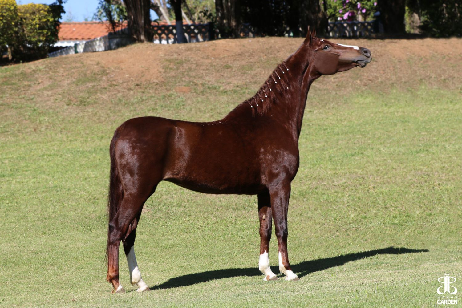 RD REALEZA DE MOURA