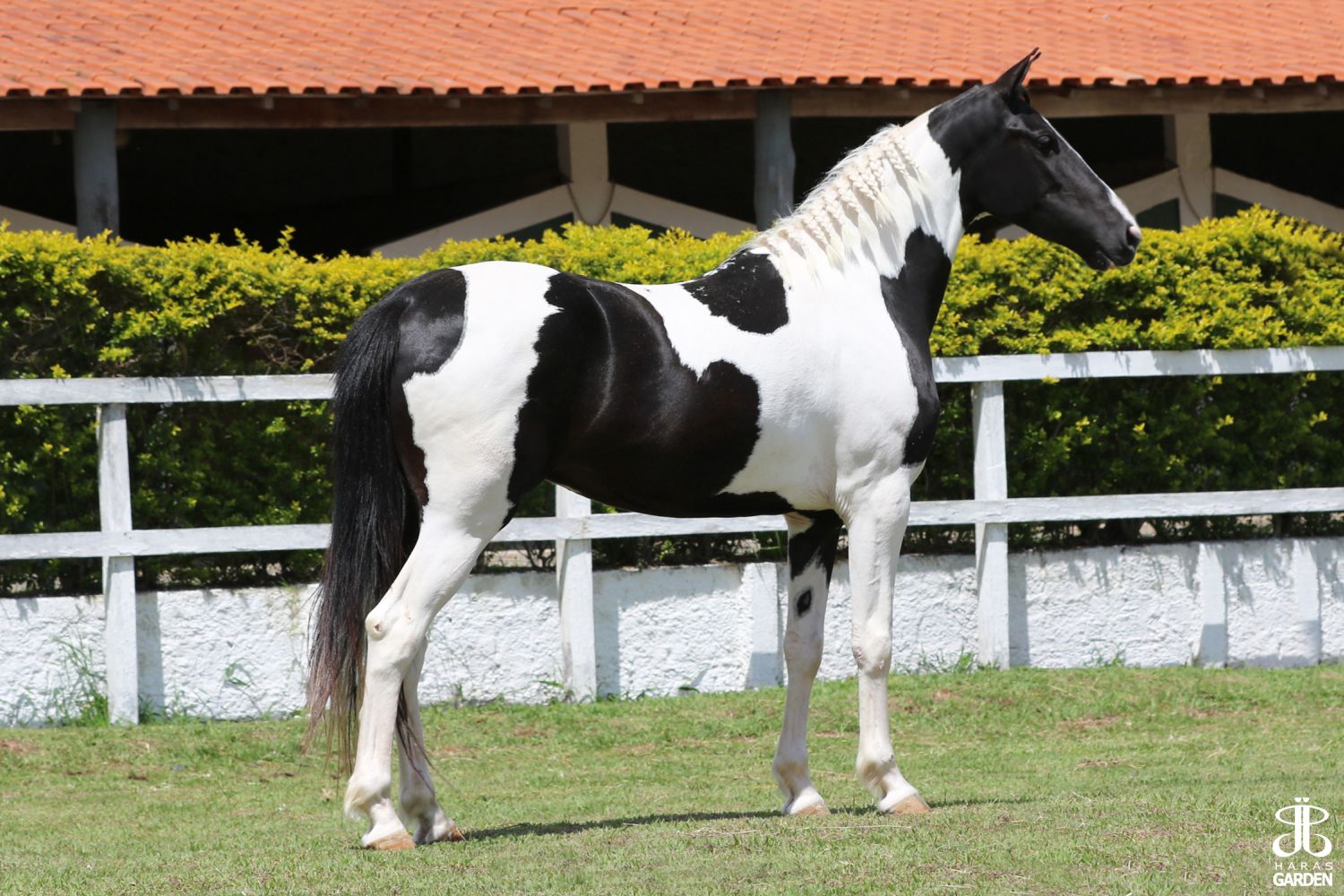 TURQUESA DO REZENDE