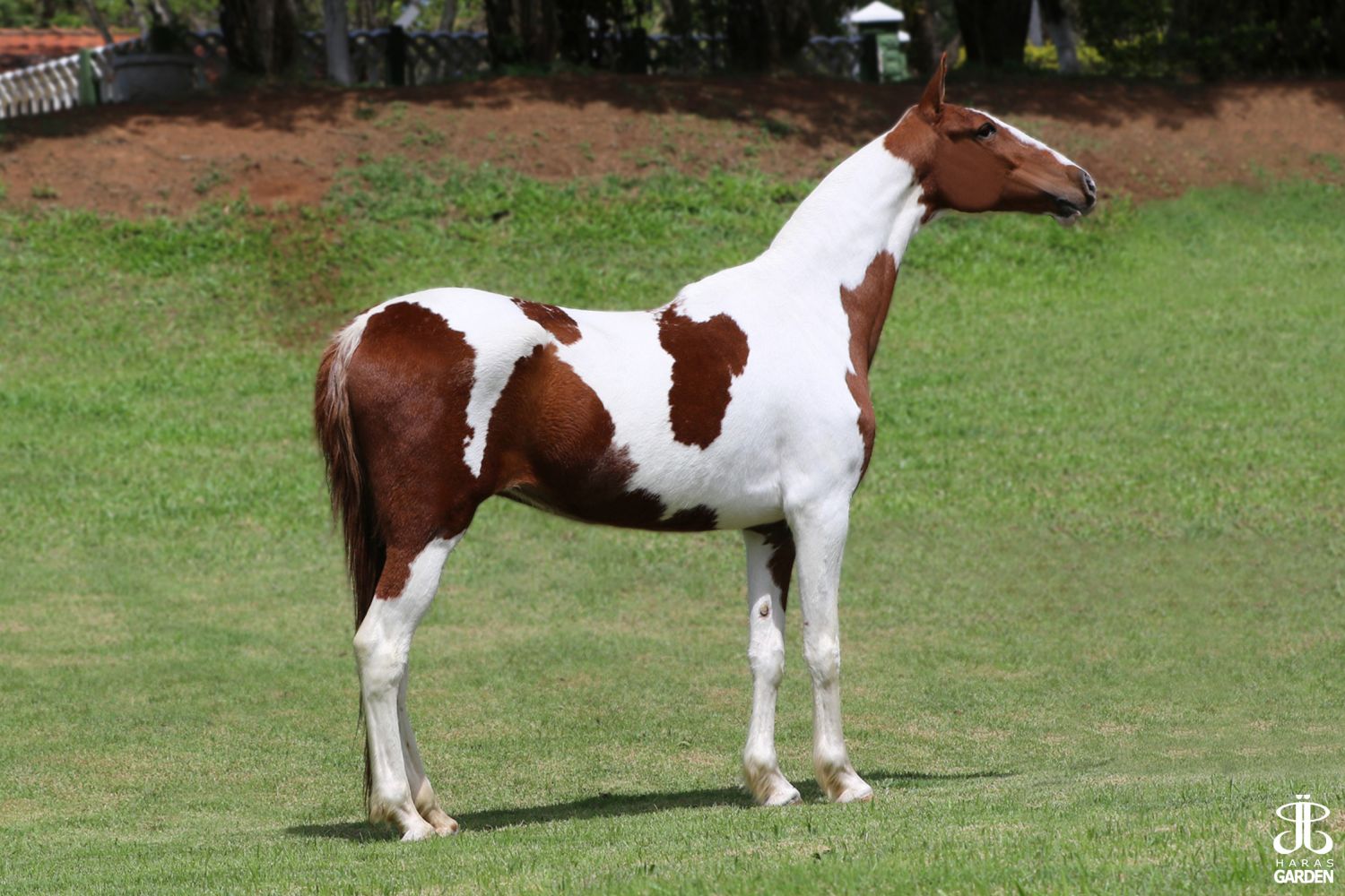 CARAVELA DO ZEL (T.E.)