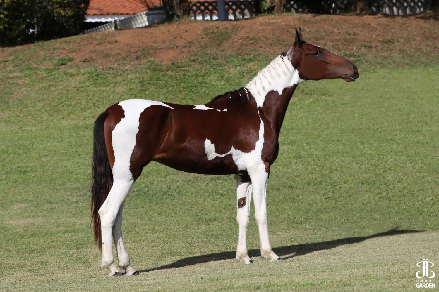 ARLEQUINA WCF