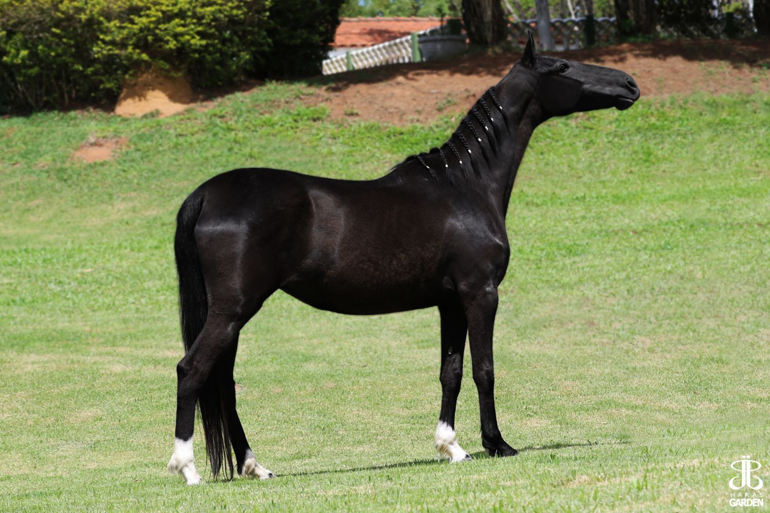 BABILONIA DARA (T.E.)