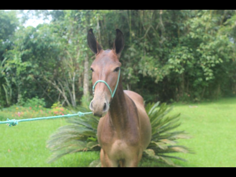 BRILHANTE DO HARAS SANTA CLARA