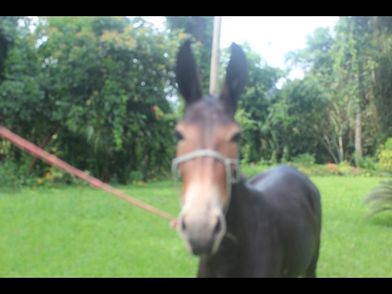 ÁGATA DO HARAS SANTA CLARA