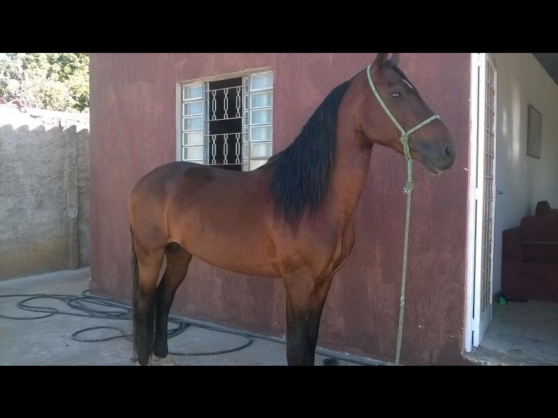 GAITEIRO 