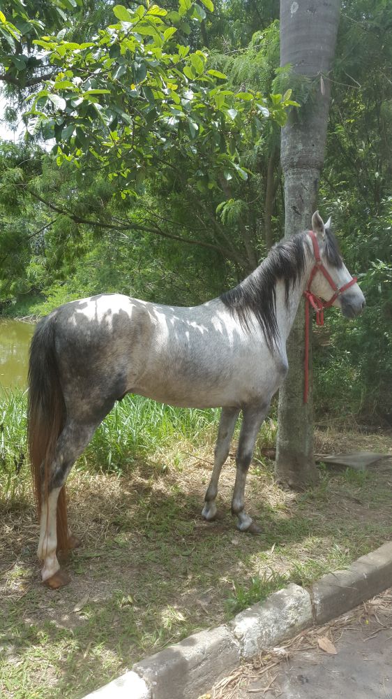 MANGALARGA MARCHADOR COM REGISTRO