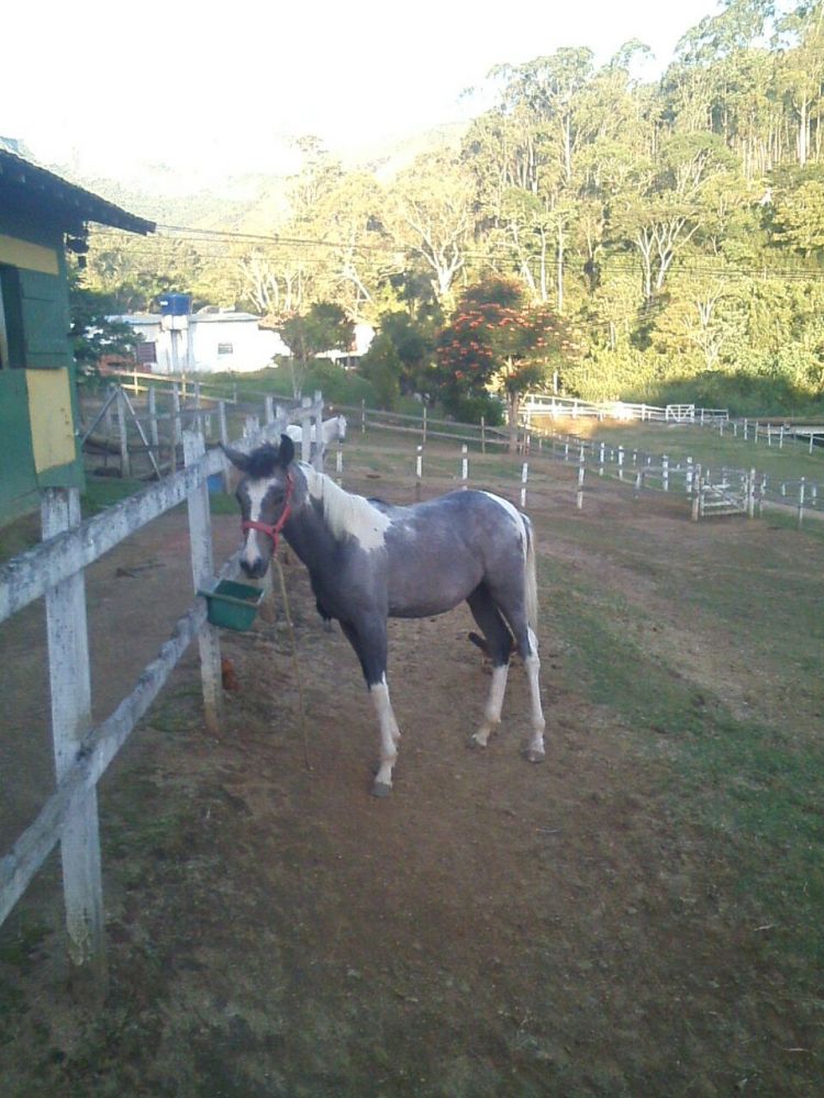 VENDO POTRO MANGALARGA MARCHADOR