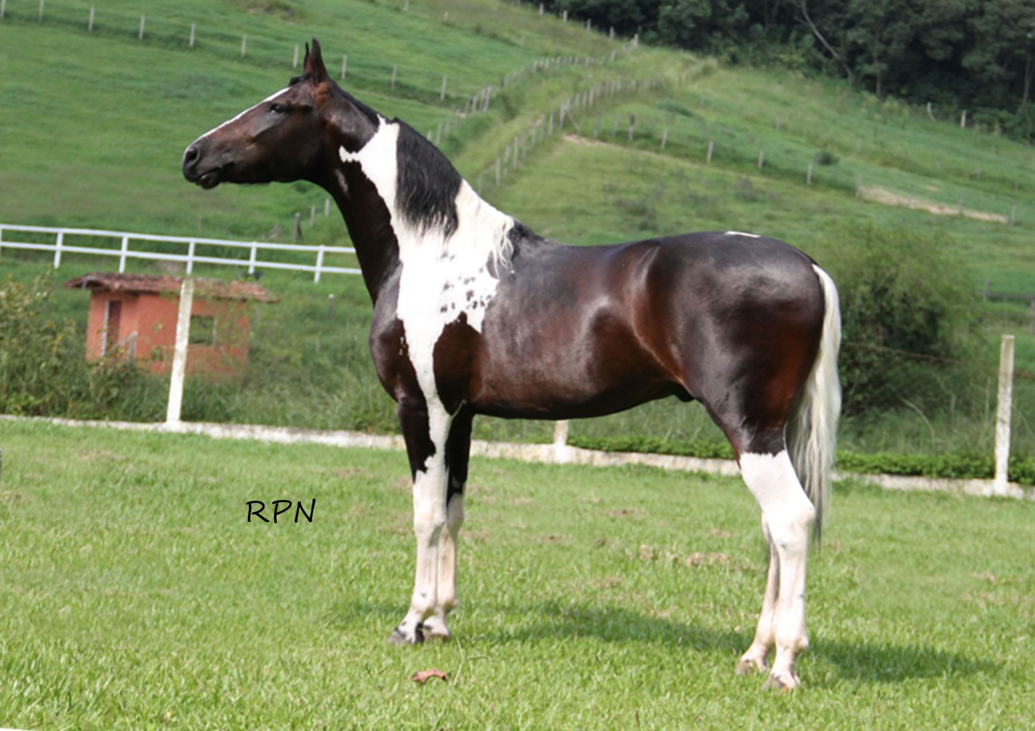 MANGALARGA MARCHADOR LM ARAGON HTP