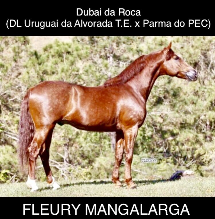 DUBAI DA ROCA