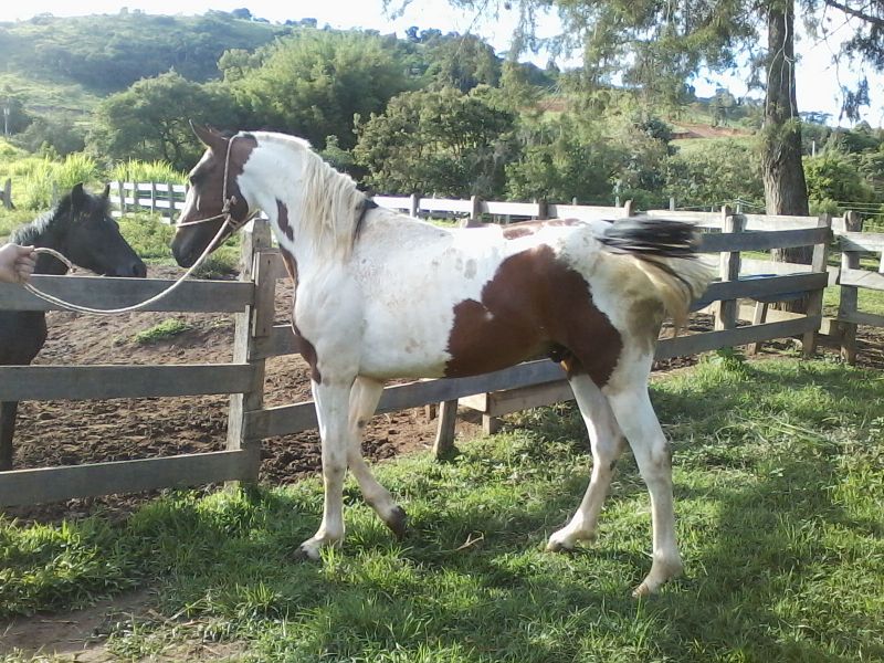 VALENTE