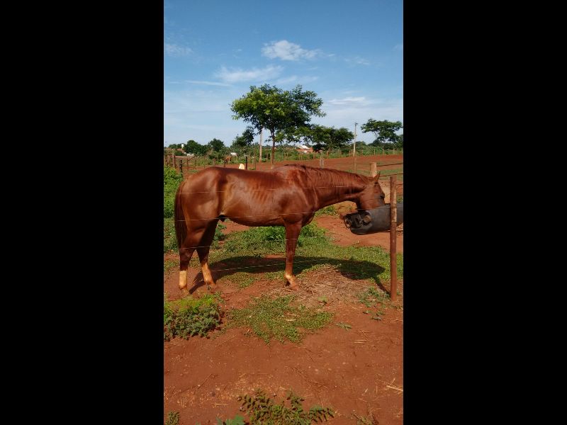 HOURADO POCO PEPPY