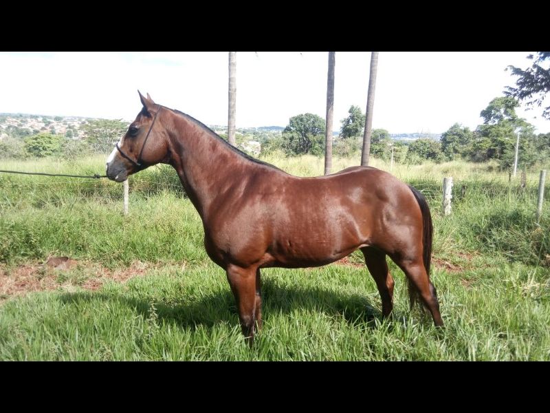 BRINQUEDO
