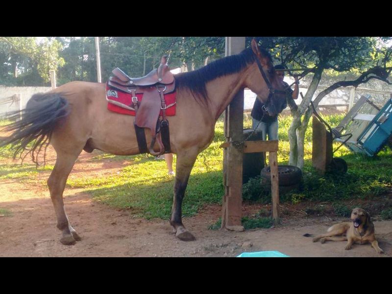 TROVÃO