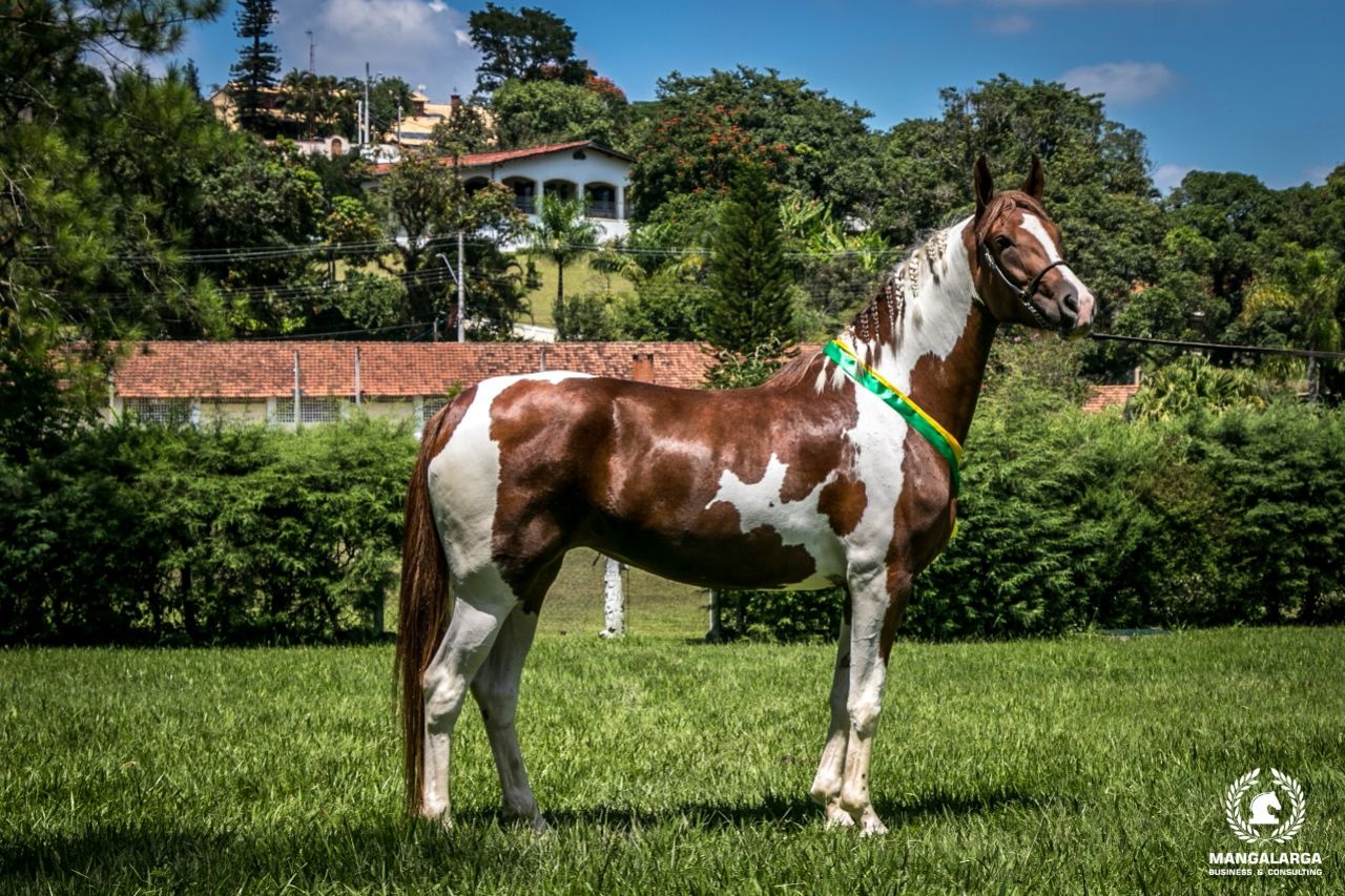 GENOVESA DO PEC 