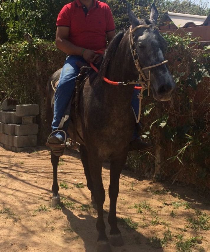 POTRO MANGALARGA MINEIRO