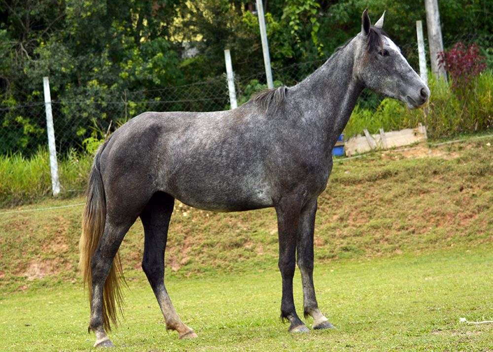 ESMERALDA