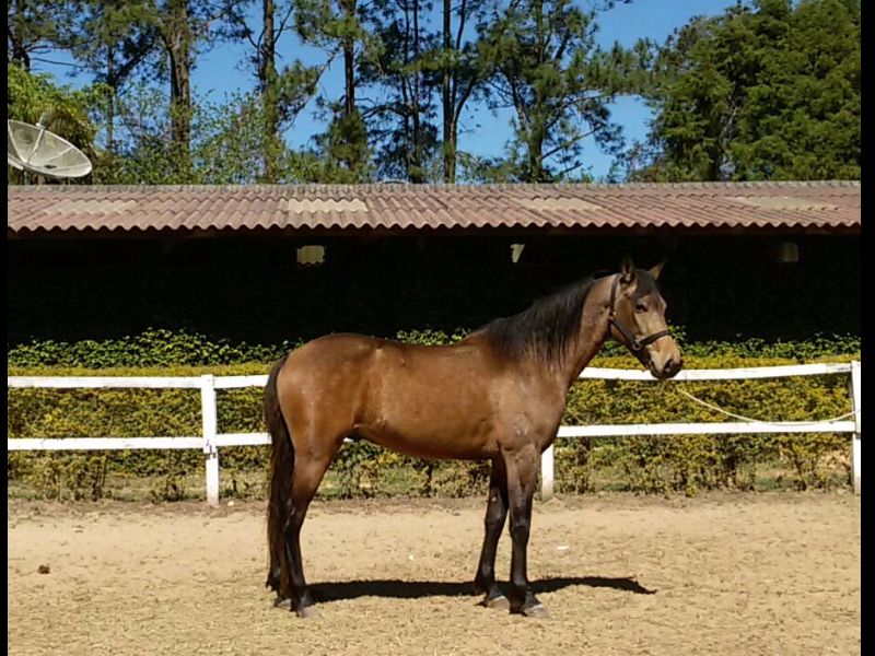 HIMALAIA BRETÃO