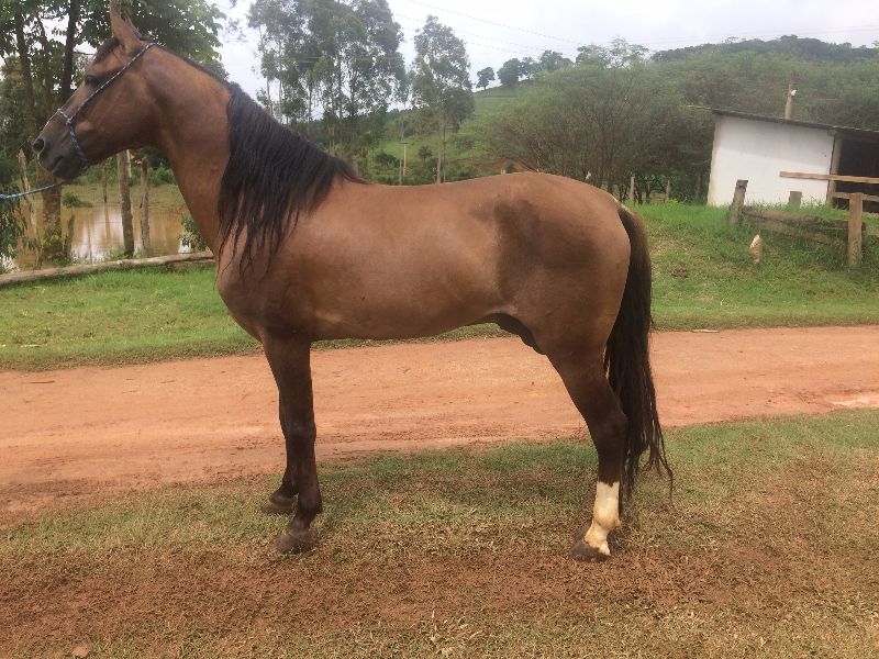 RELINCHO DA PONTA DA LAPA - FAVACHO HARÉM