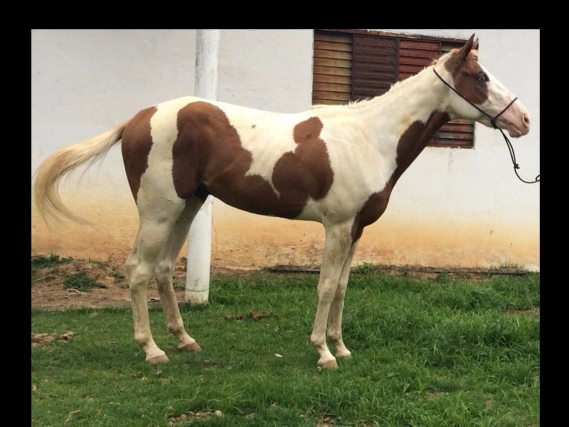 VALENTE ROYAL BET JW