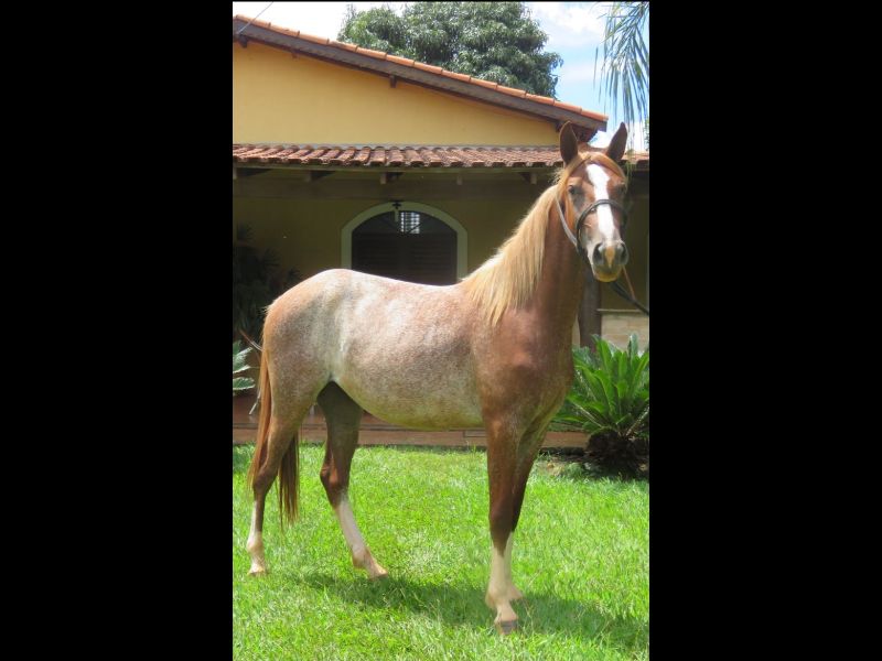 SAPUCAIA