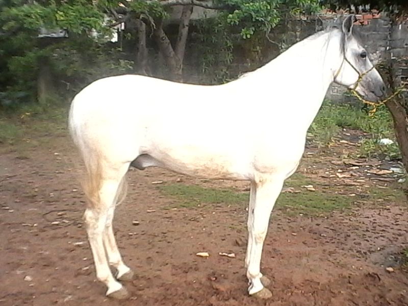 CAMAROTE O.V
