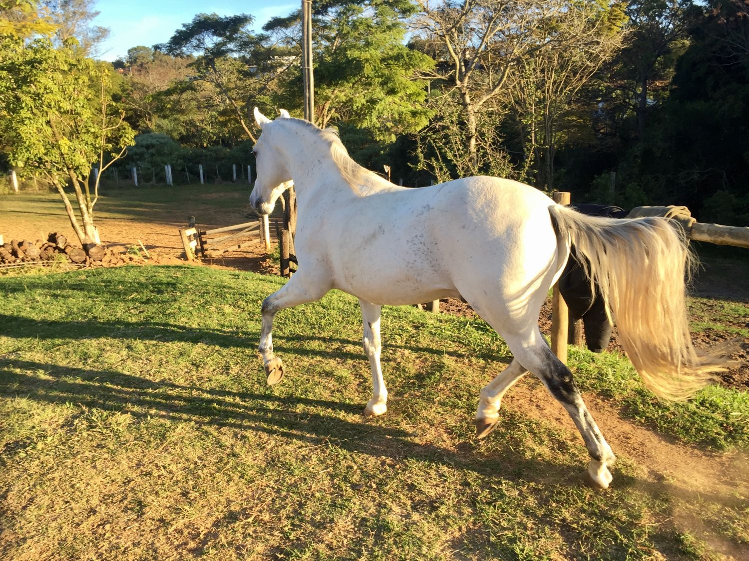 MAJOR MANGALARGA MARCHADOR
