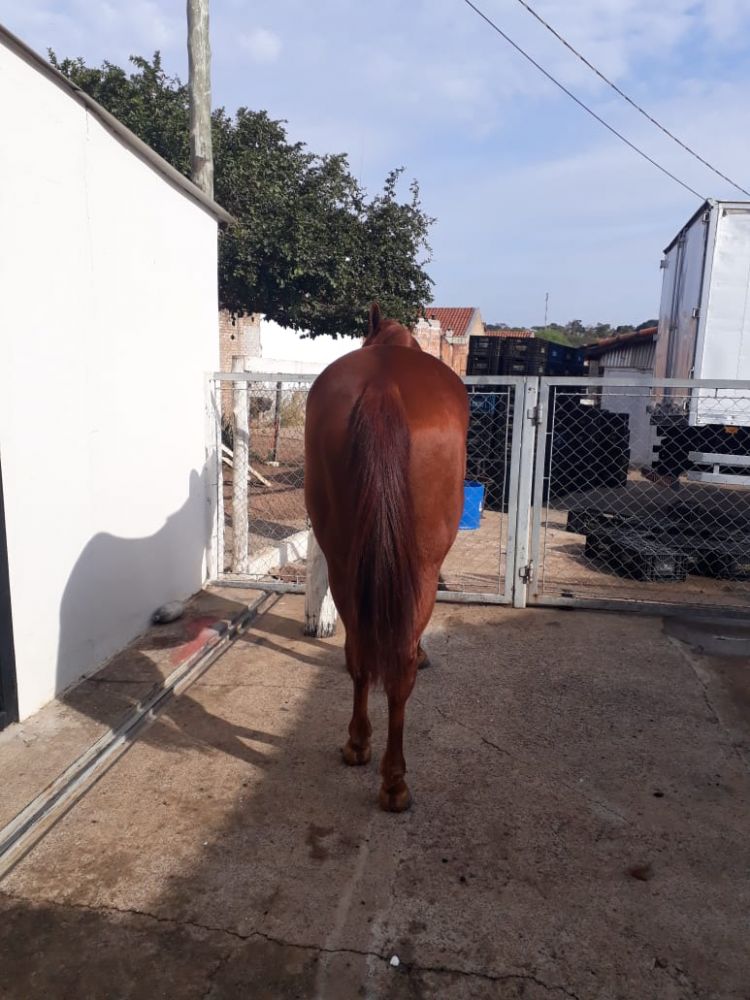 QUARTO DE MILHA PO INICIADO NO TAMBOR