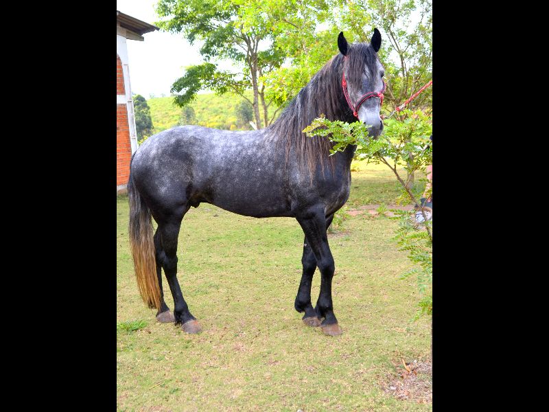 TROVÃO WARLANDER BLACK FOOT