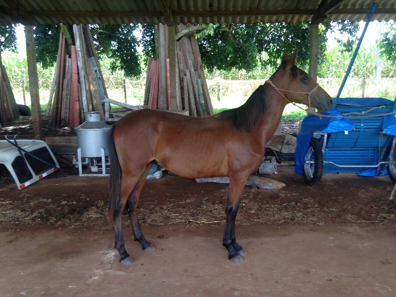 ALMANAQUE DA ED